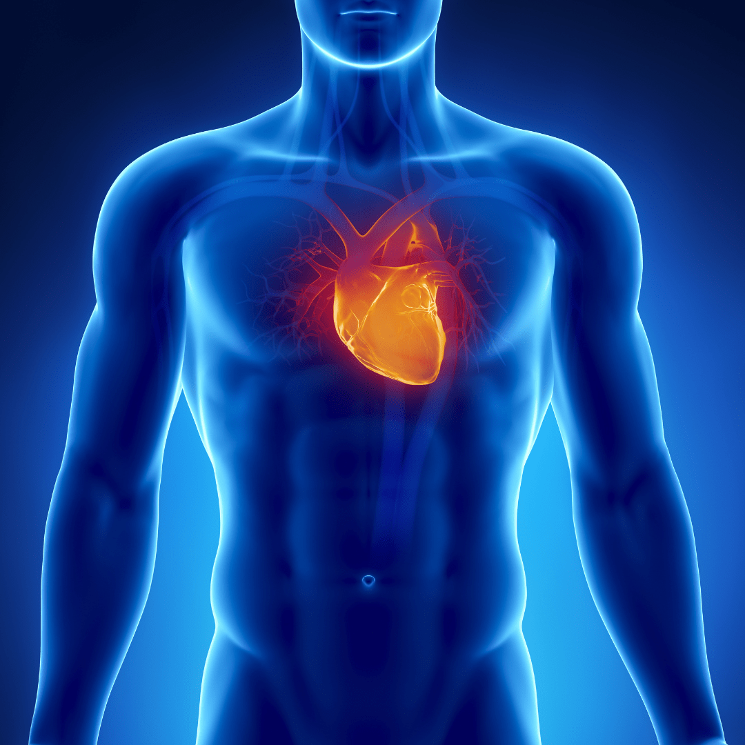 Cardiovascular