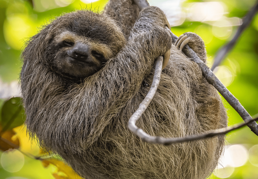 What Is Sloth Fever? Understanding the Oropouche Virus as It Spreads to the United States