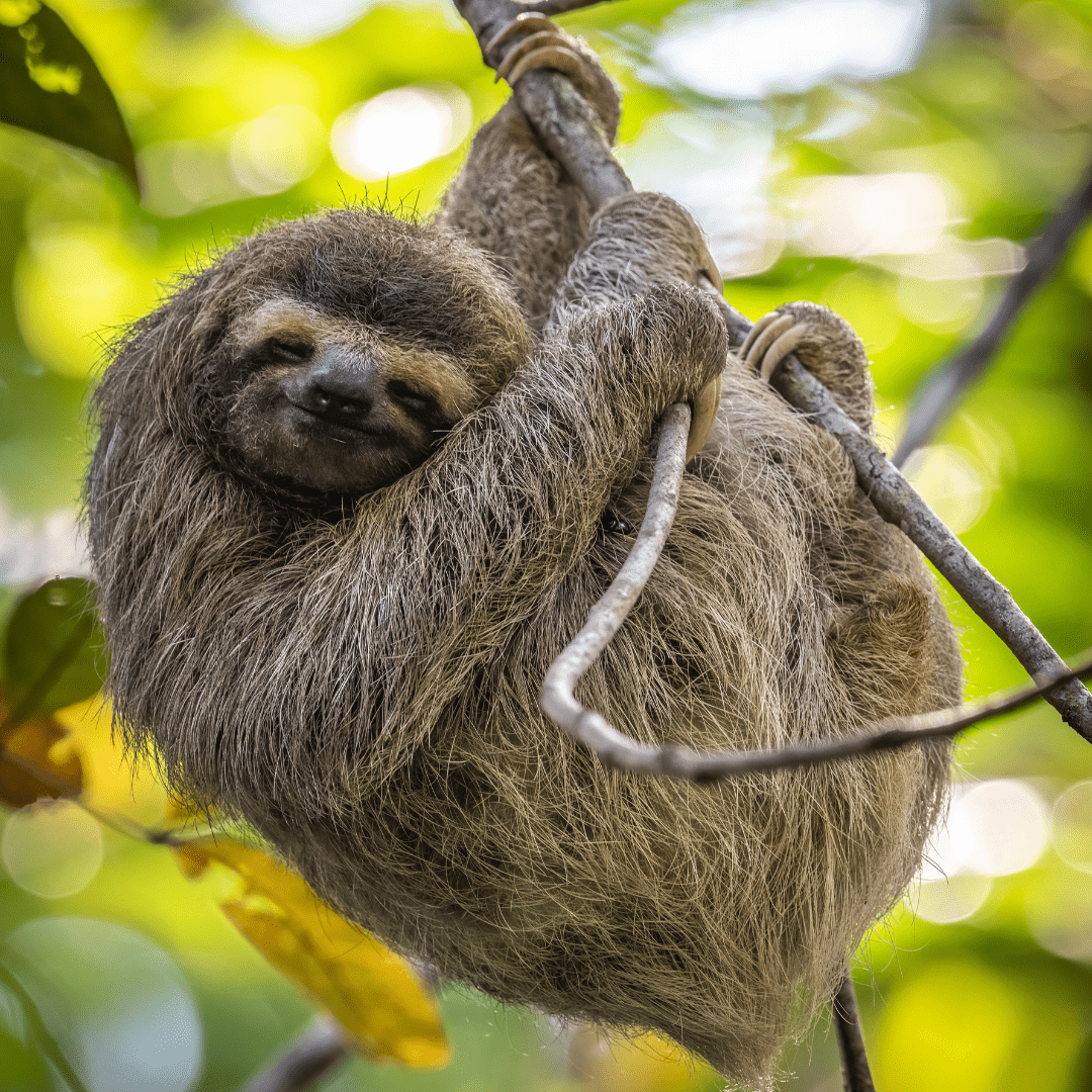 Sloth