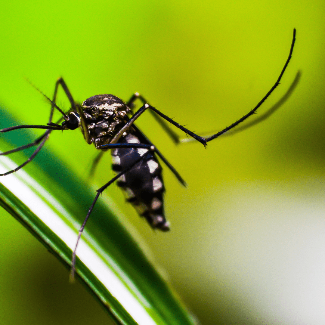mosquito Disease