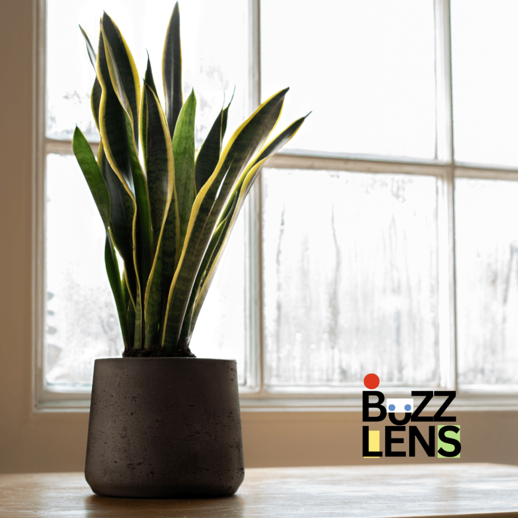 Snake Plant Bedroom