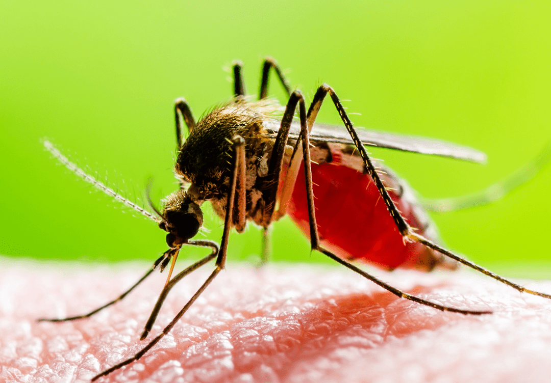 How to Avoid Mosquito Bites: Effective Tips and Strategies