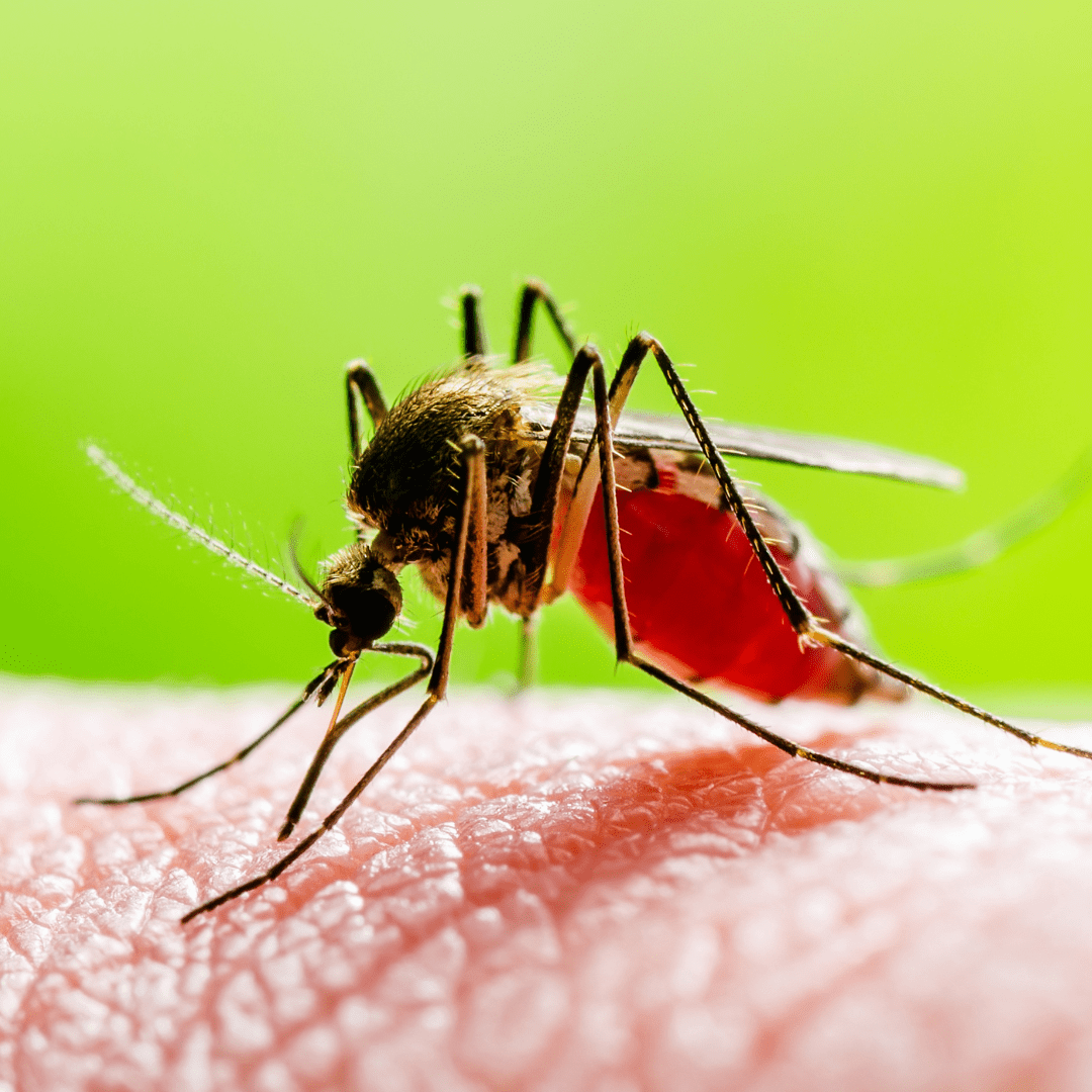 Avoid Mosquito Bites